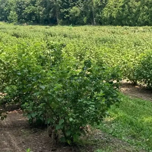 Black Currant Orchard