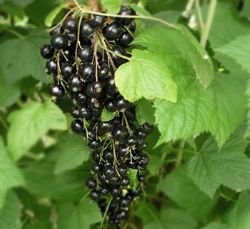 Black currant on Bush